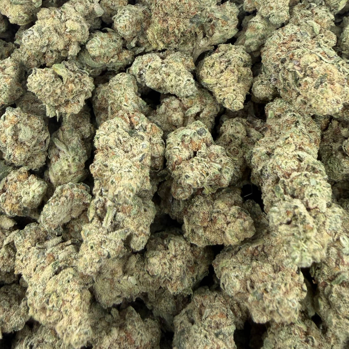 Gum Drops bulk THCA flower — Plain Jane 1 lb
