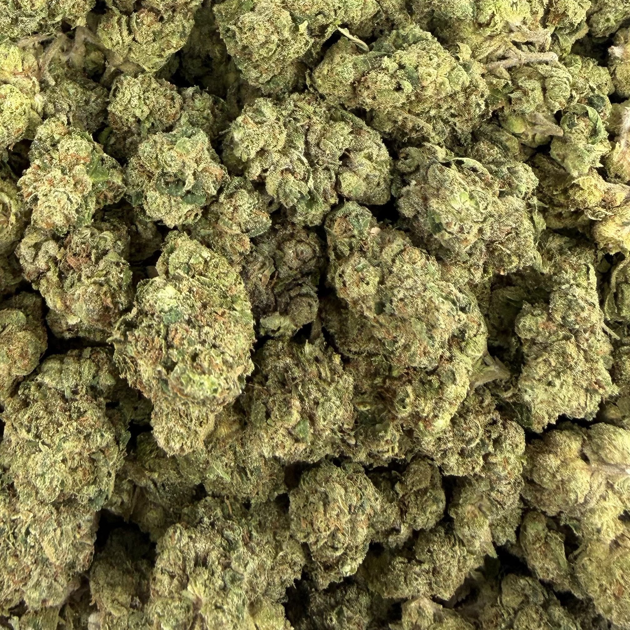Gum Drops bulk THCA flower — Plain Jane 1 lb