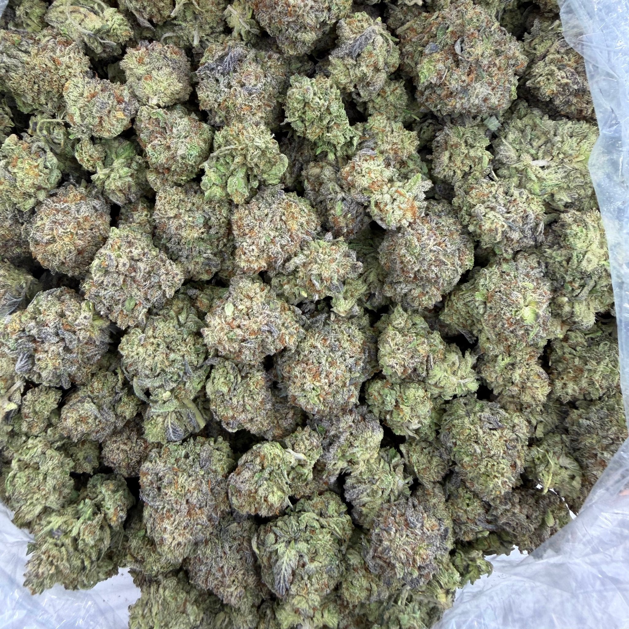 Gumbo bulk THCA flower — Plain Jane 1 lb