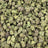 Gumbo bulk THCA flower — Plain Jane 1 lb