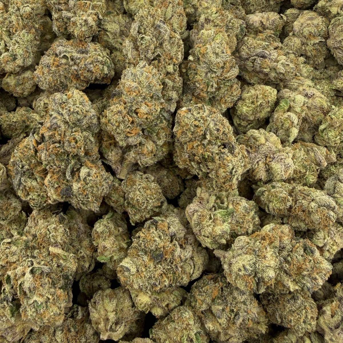 Gumbo bulk THCA flower — Plain Jane 1 lb