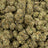 Gumbo bulk THCA flower — Plain Jane 1 lb