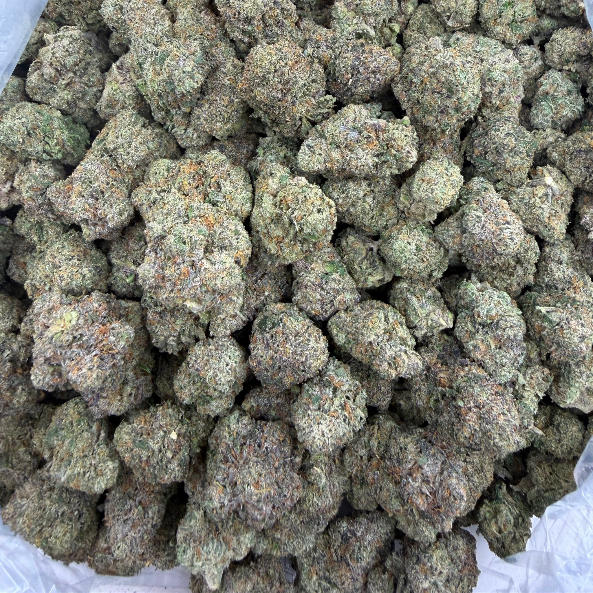 Gummie Bears bulk THCA flower — Plain Jane 1 lb