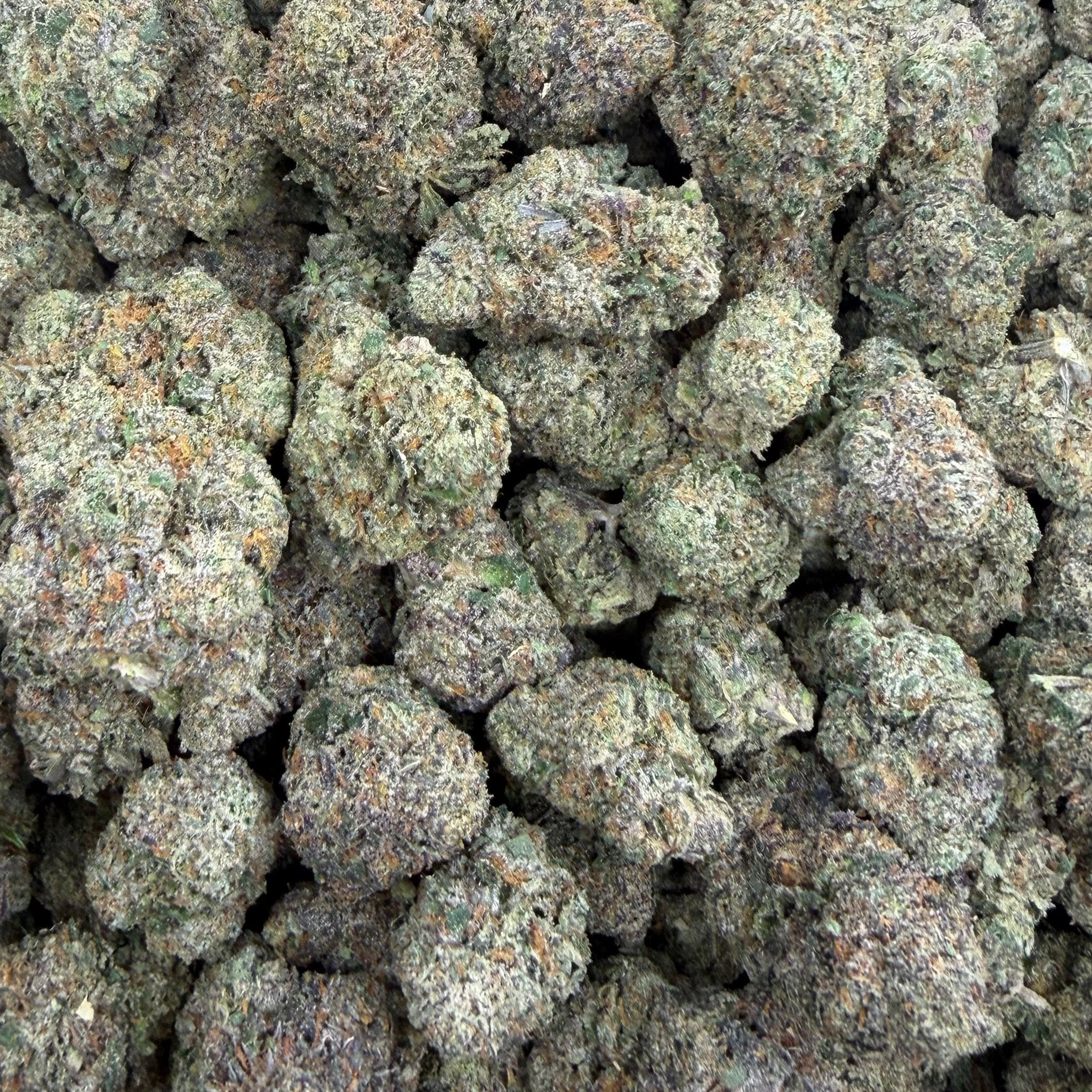 Gummie Bears bulk THCA flower — Plain Jane 1 lb