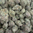 Gummie Bears bulk THCA flower — Plain Jane 1 lb