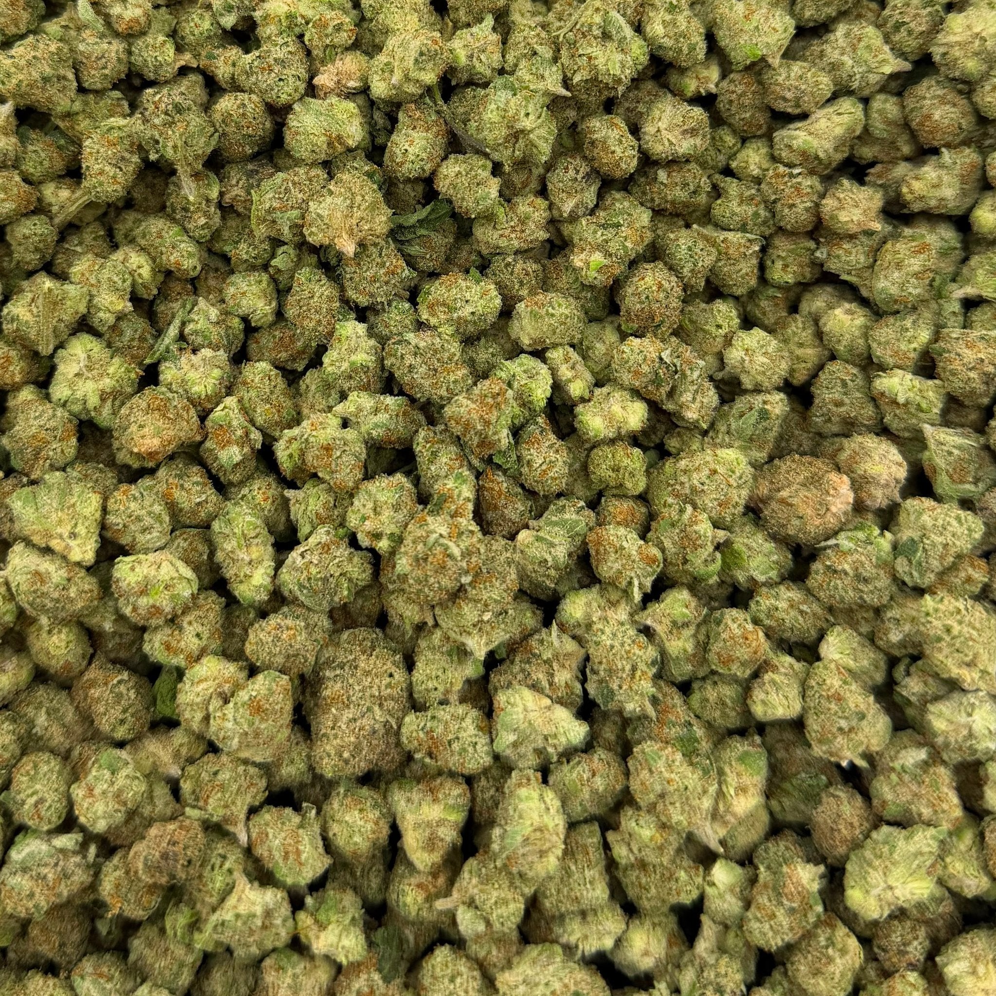 Gummie Bears bulk THCA flower — Plain Jane 1 lb