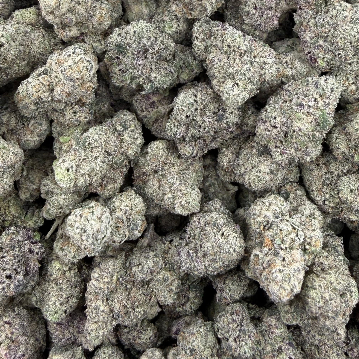 Gummie Bears bulk THCA flower — Plain Jane 1 lb
