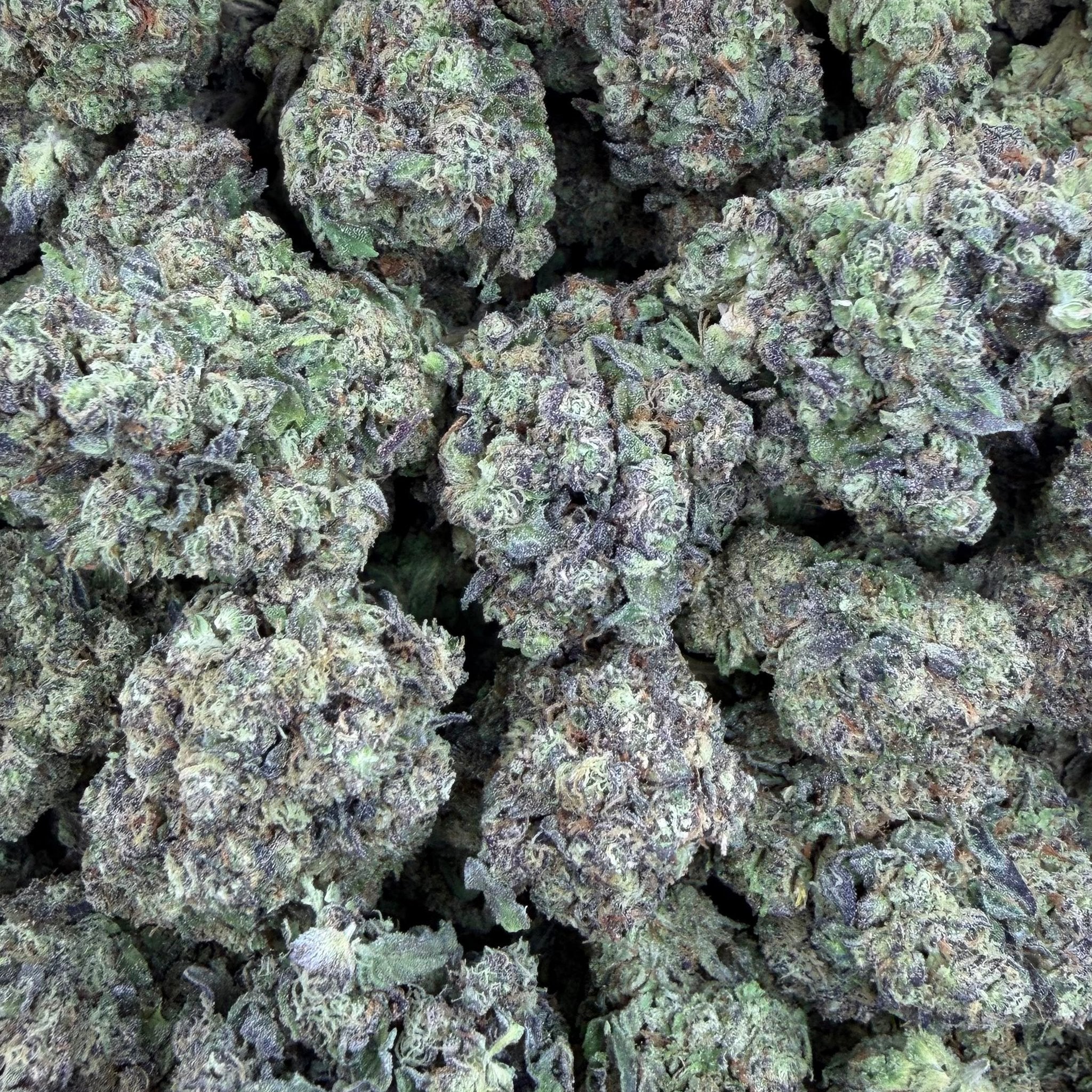 Gush Mintz bulk THCA flower — Plain Jane 1 lb