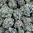 Gush Mintz bulk THCA flower — Plain Jane 1 lb