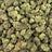 Gush Mintz bulk THCA flower — Plain Jane 1 lb