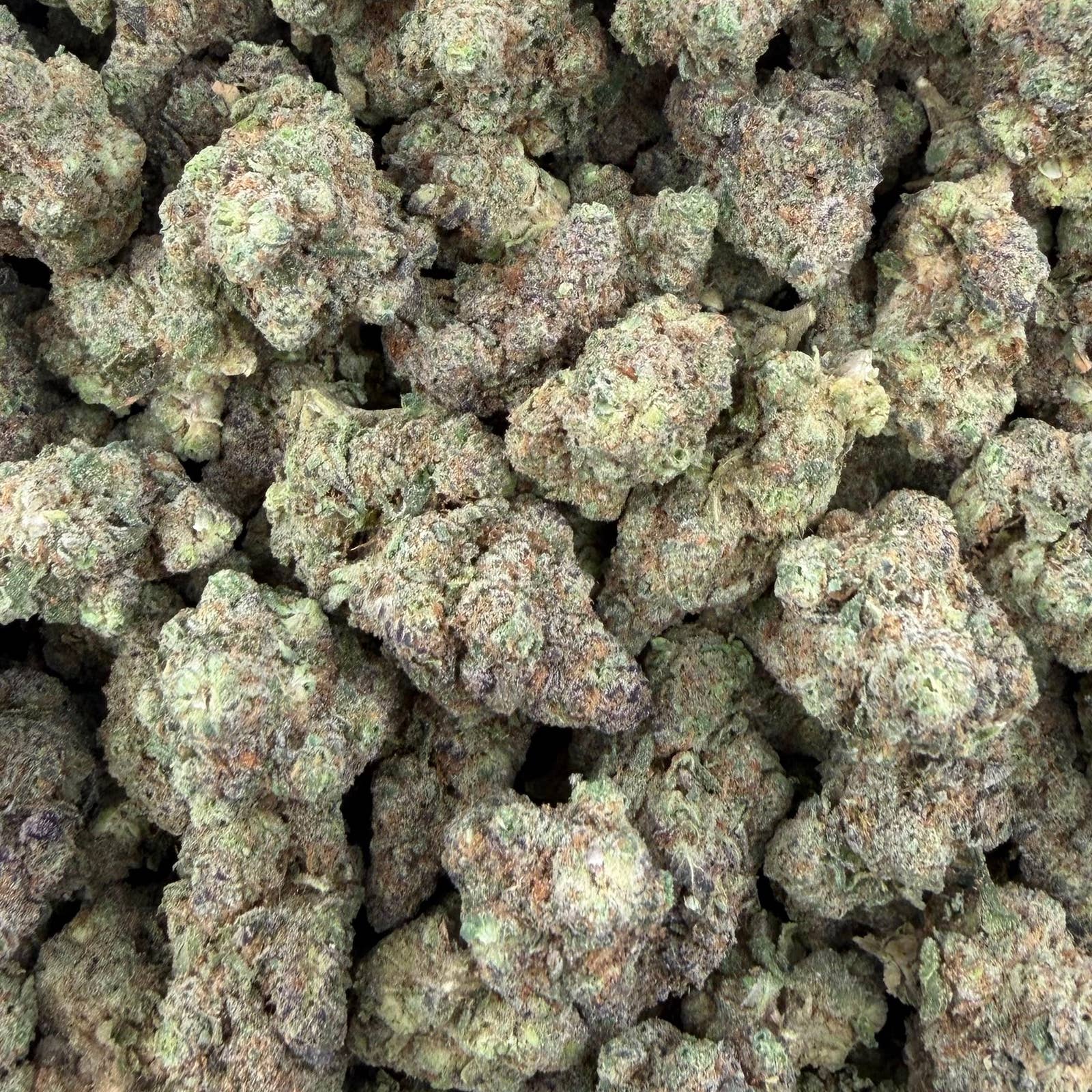 Gush Mintz bulk THCA flower — Plain Jane 1 lb