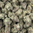 Gush Mintz bulk THCA flower — Plain Jane 1 lb