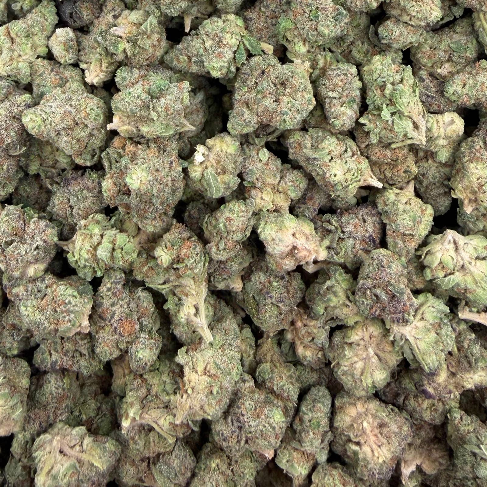 Gush Mintz bulk THCA flower — Plain Jane 1 lb