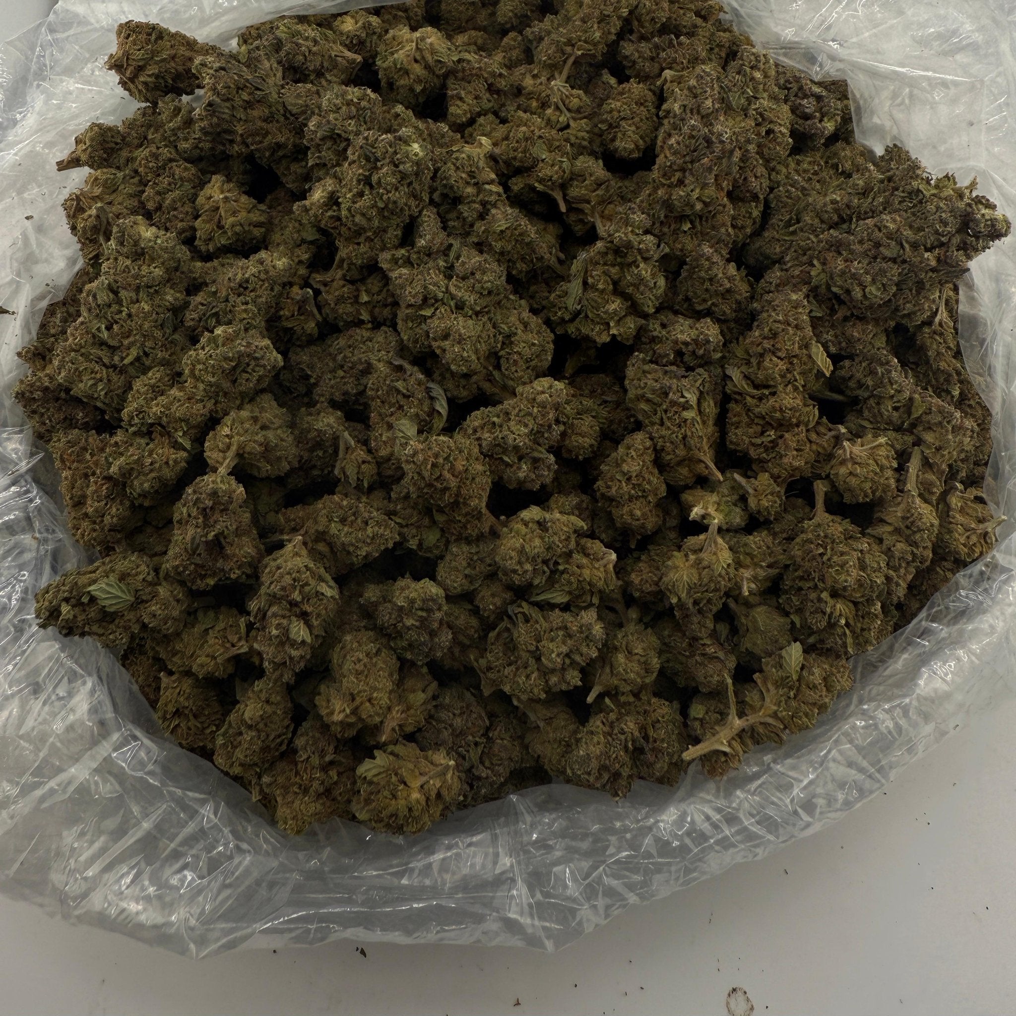 Gushers bulk THCA flower — Plain Jane 1 lb