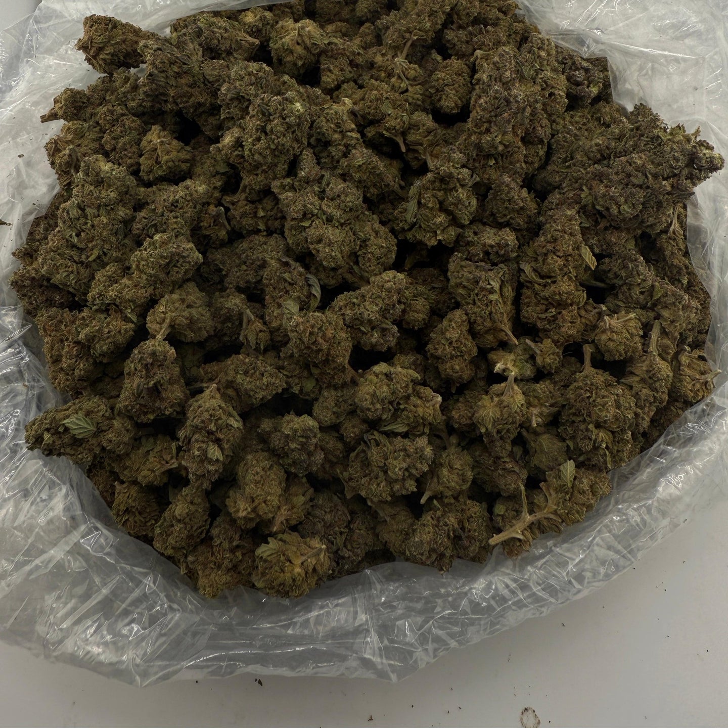 Gushers bulk THCA flower — Plain Jane 1 lb