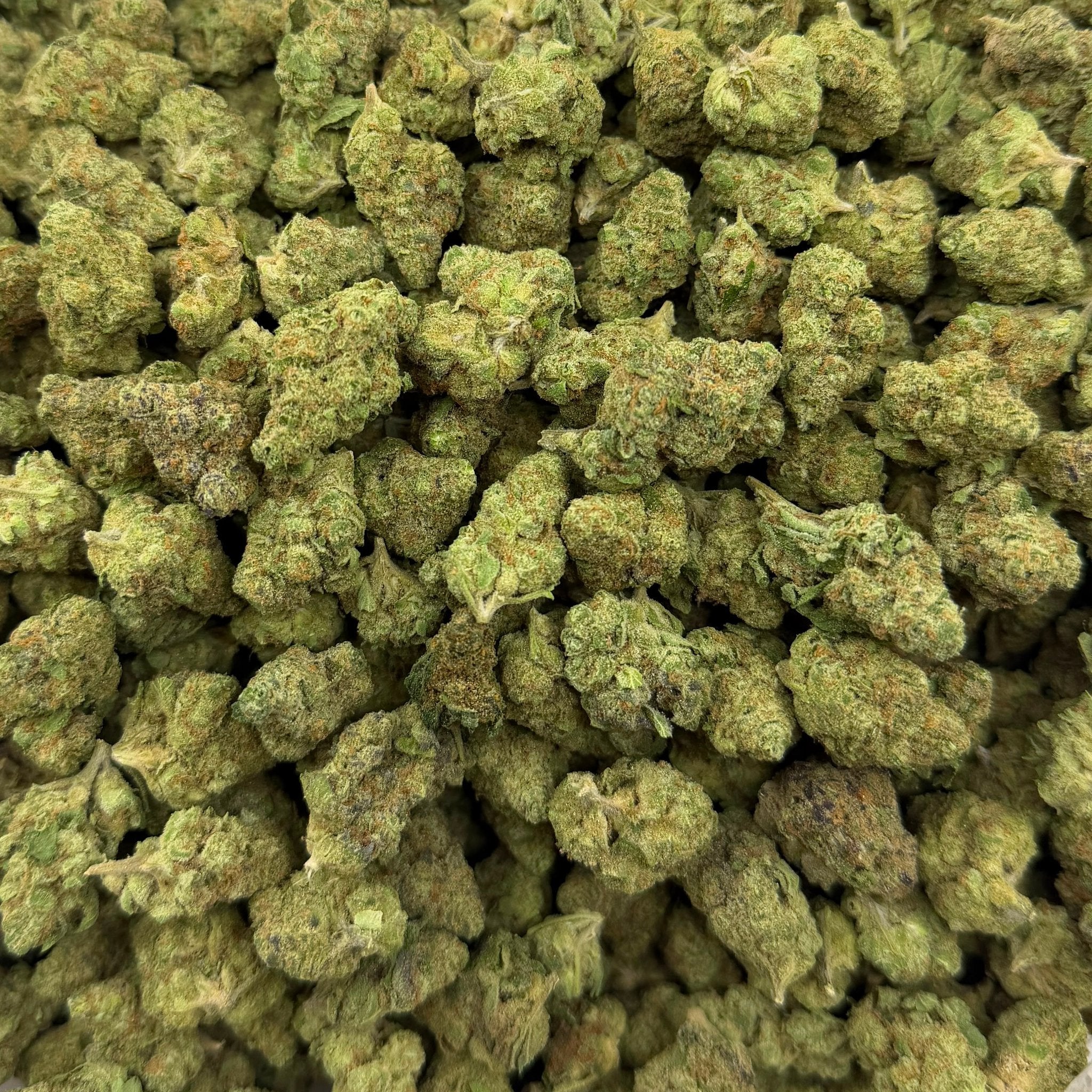 Gushers bulk THCA flower — Plain Jane 1 lb