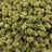 Gushers bulk THCA flower — Plain Jane 1 lb
