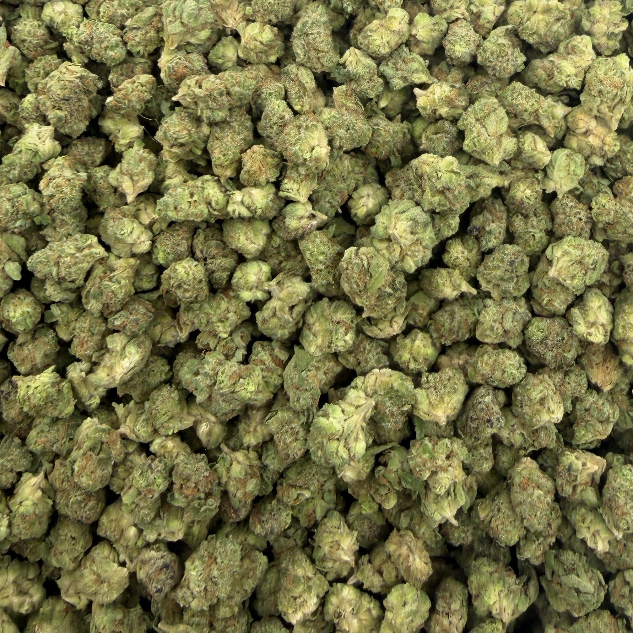 Gushers bulk THCA flower — Plain Jane 1 lb