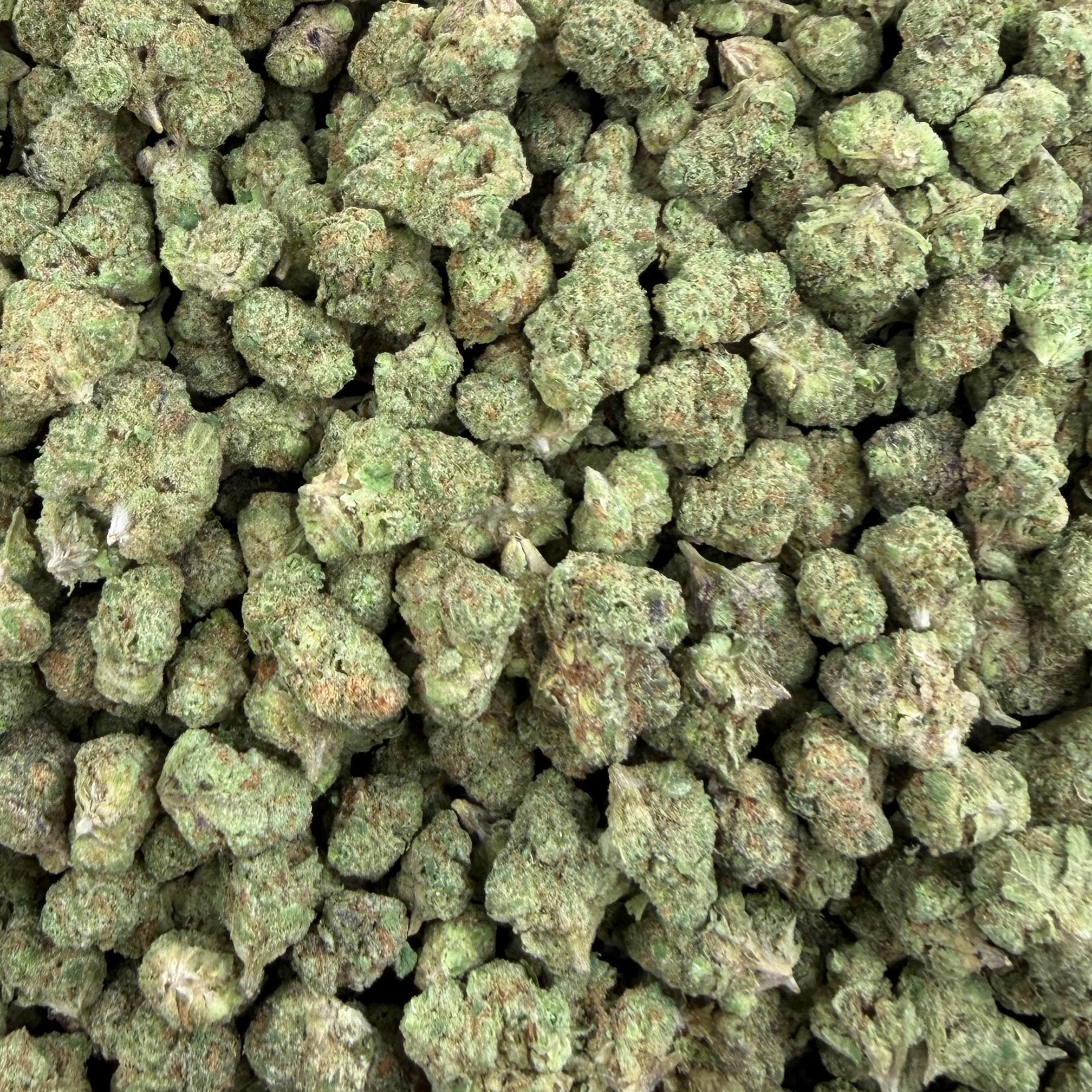 Gushers bulk THCA flower — Plain Jane 1 lb