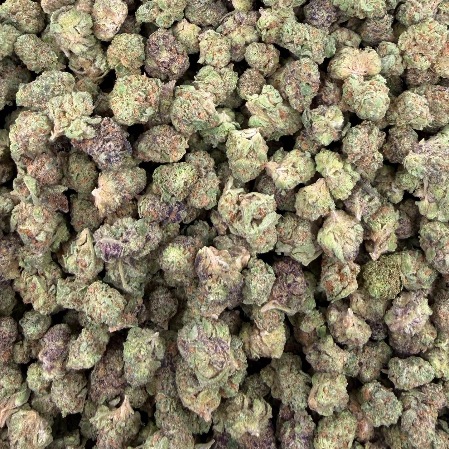 Gushers bulk THCA flower — Plain Jane 1 lb