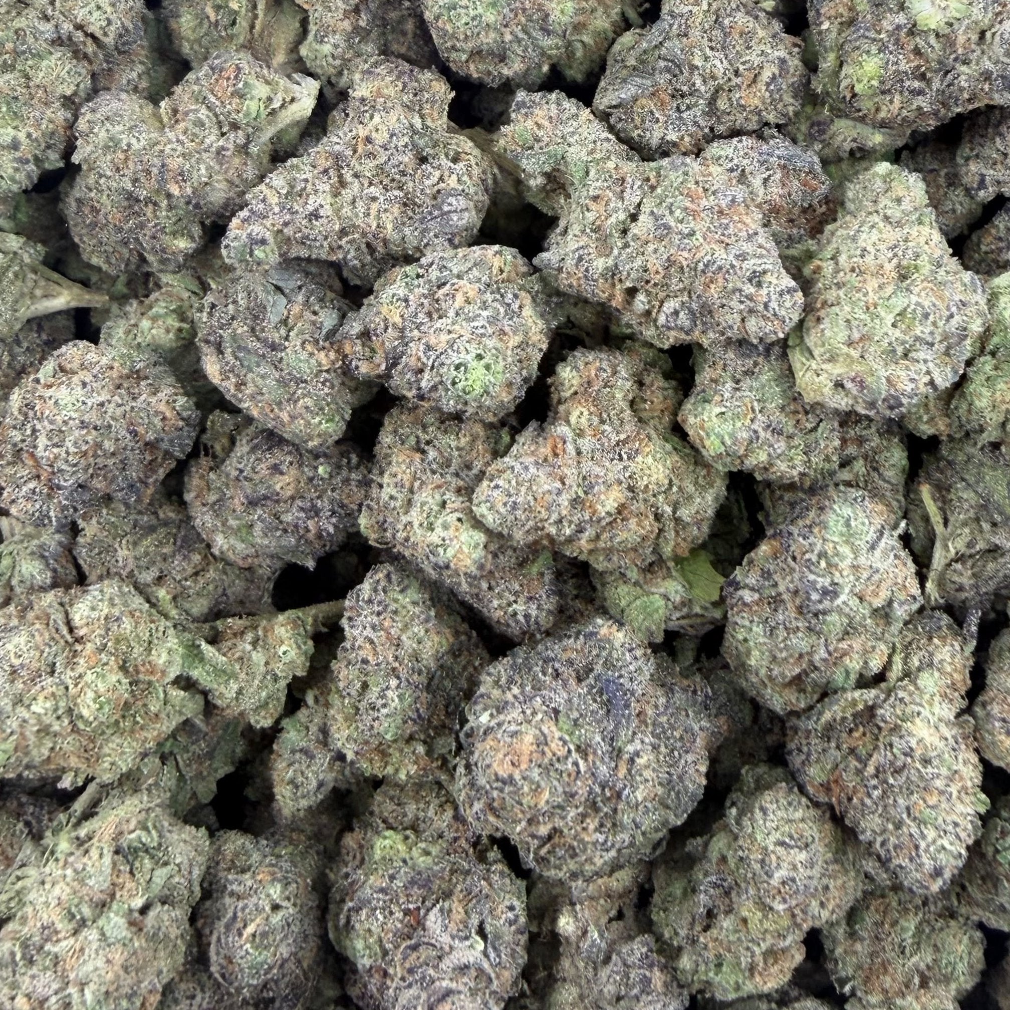 Gushers bulk THCA flower — Plain Jane 1 lb