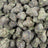 Gushers bulk THCA flower — Plain Jane 1 lb
