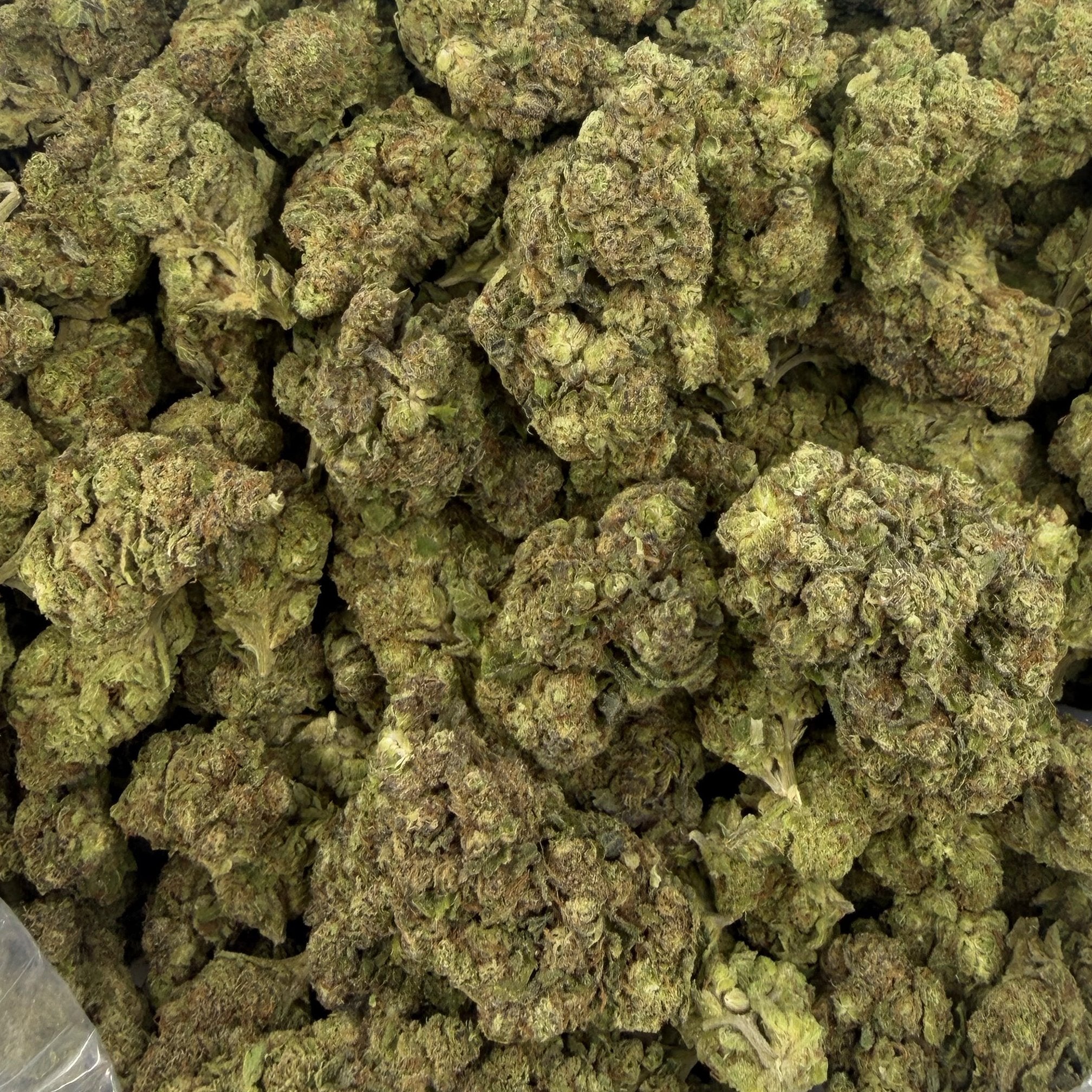 Gushers bulk THCA flower — Plain Jane 1 lb