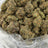 Halle Berry bulk THCA flower — Plain Jane 1 lb