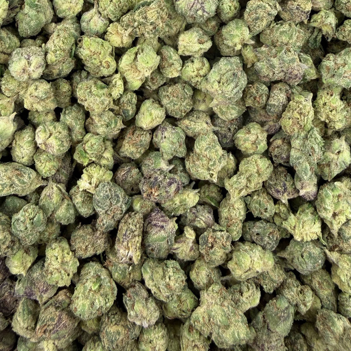 Halle Berry bulk THCA flower — Plain Jane 1 lb