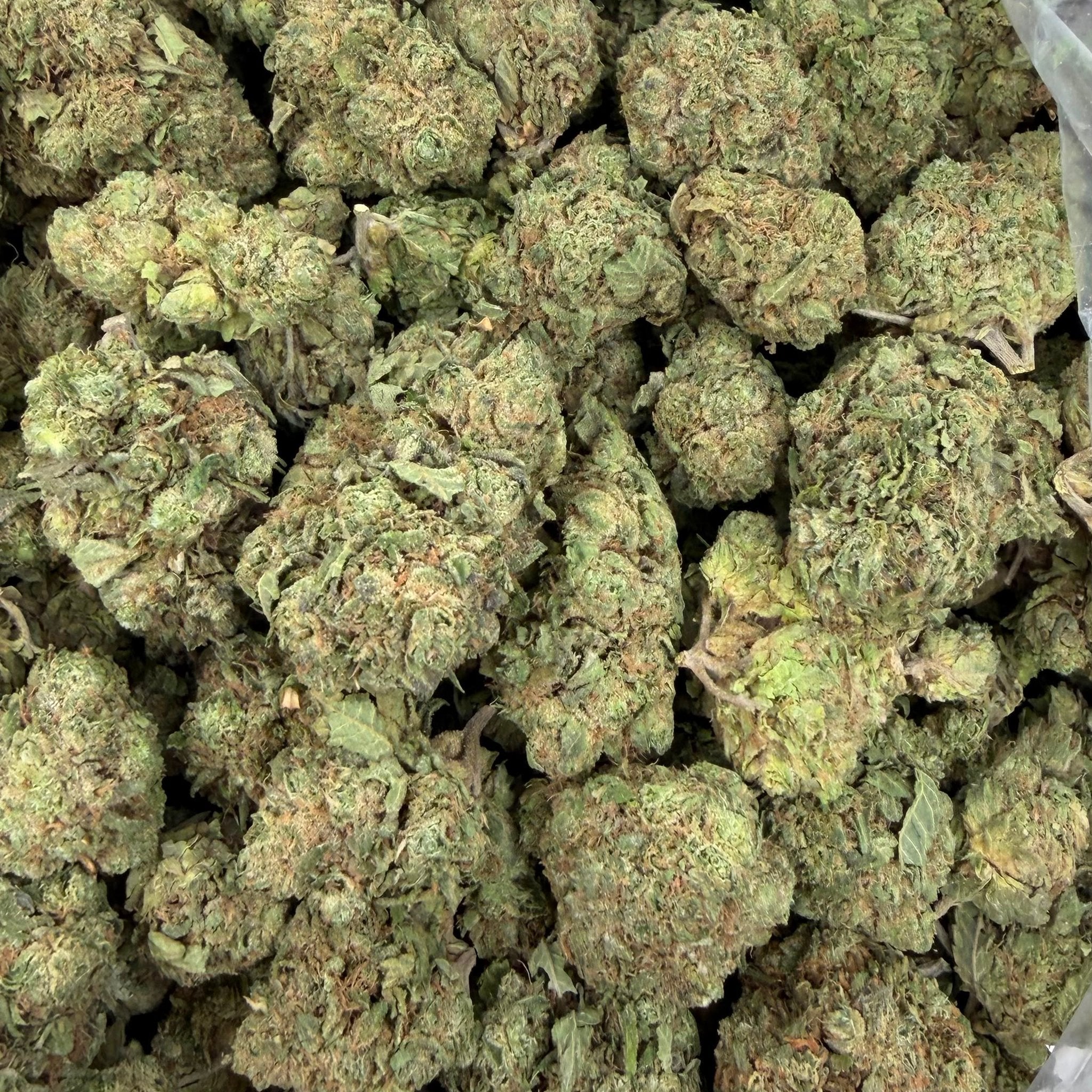 Hash Burger bulk THCA flower — Plain Jane 1 lb