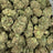 Hash Burger bulk THCA flower — Plain Jane 1 lb