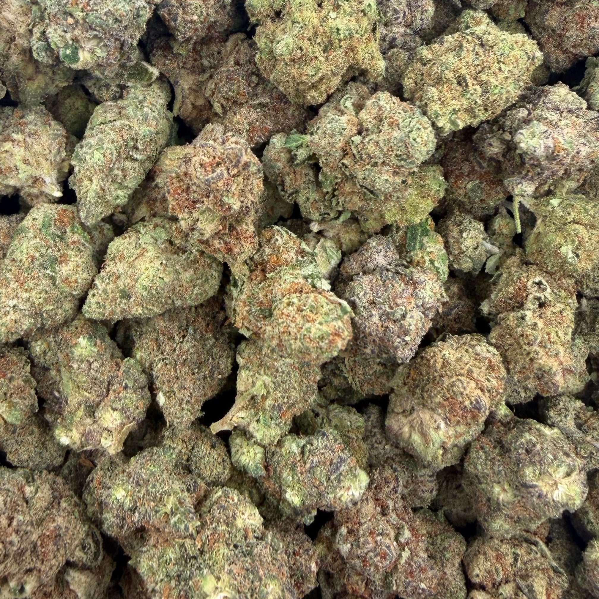 Honey Comb Pave bulk THCA flower — Plain Jane 1 lb