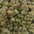 Hooch bulk THCA flower — Plain Jane 1 lb
