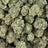 Horchata Runtz bulk THCA flower — Plain Jane 1 lb