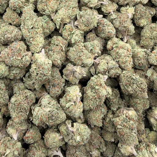 Ice Cream Cake bulk THCA flower — Plain Jane 1 lb