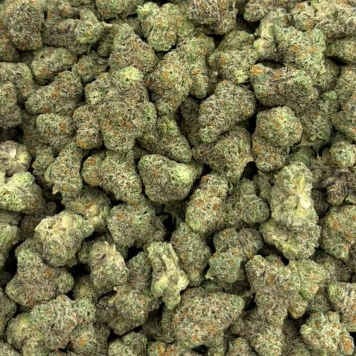 Ice Cream Sherb bulk THCA flower — Plain Jane 1 lb