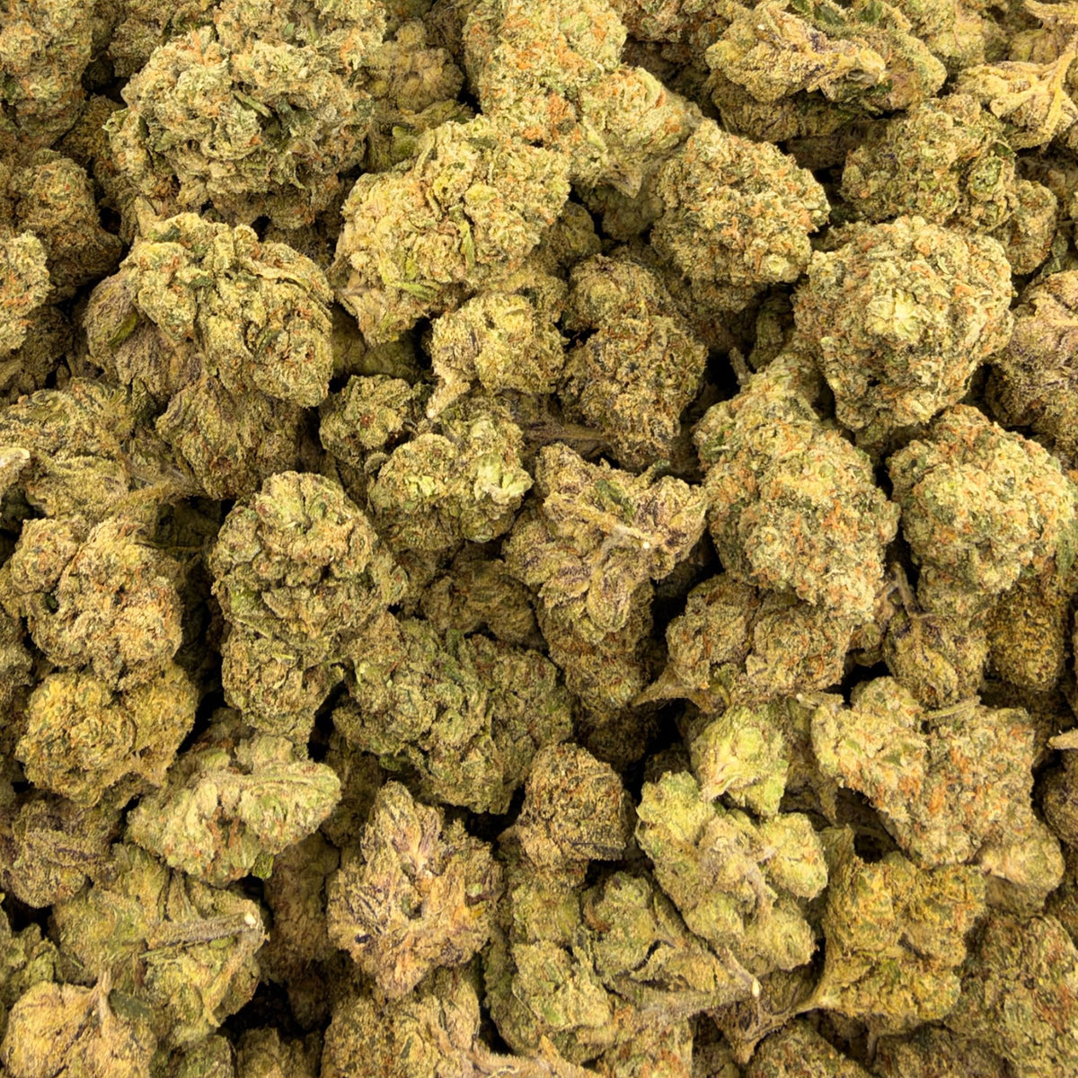 Iced Lemonade bulk THCA flower — Plain Jane 1 lb