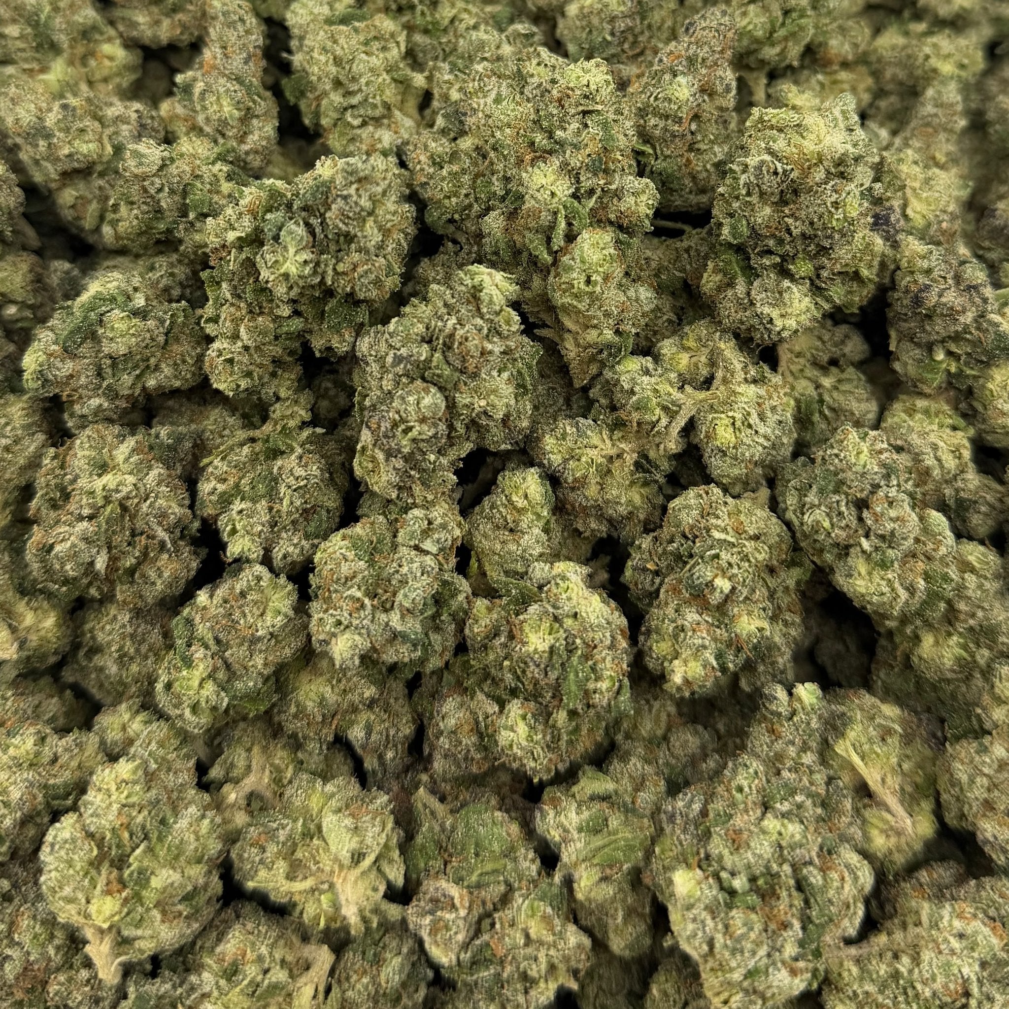 Iced Lemonade bulk THCA flower — Plain Jane 1 lb
