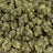 Iced Lemonade bulk THCA flower — Plain Jane 1 lb