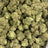 Illuminati bulk THCA flower — Plain Jane 1 lb