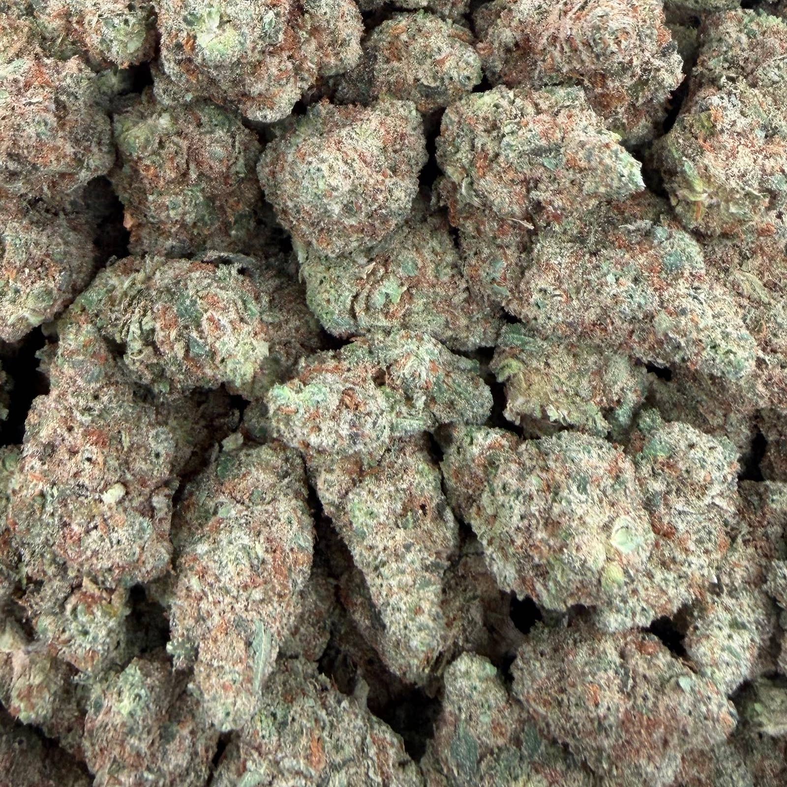 Jack Herer bulk THCA flower — Plain Jane 1 lb