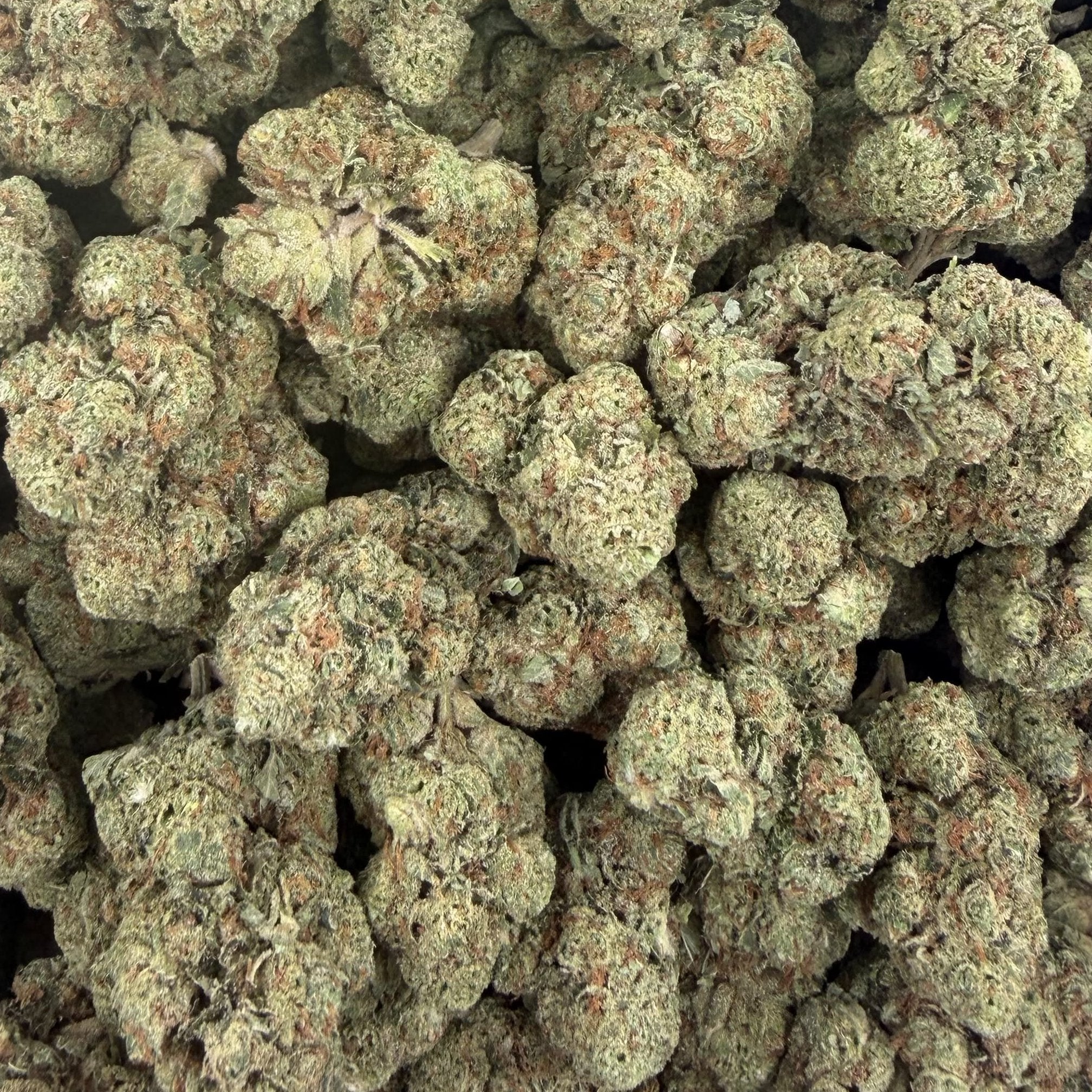 Jet Fuel Gelato bulk THCA flower — Plain Jane 1 lb