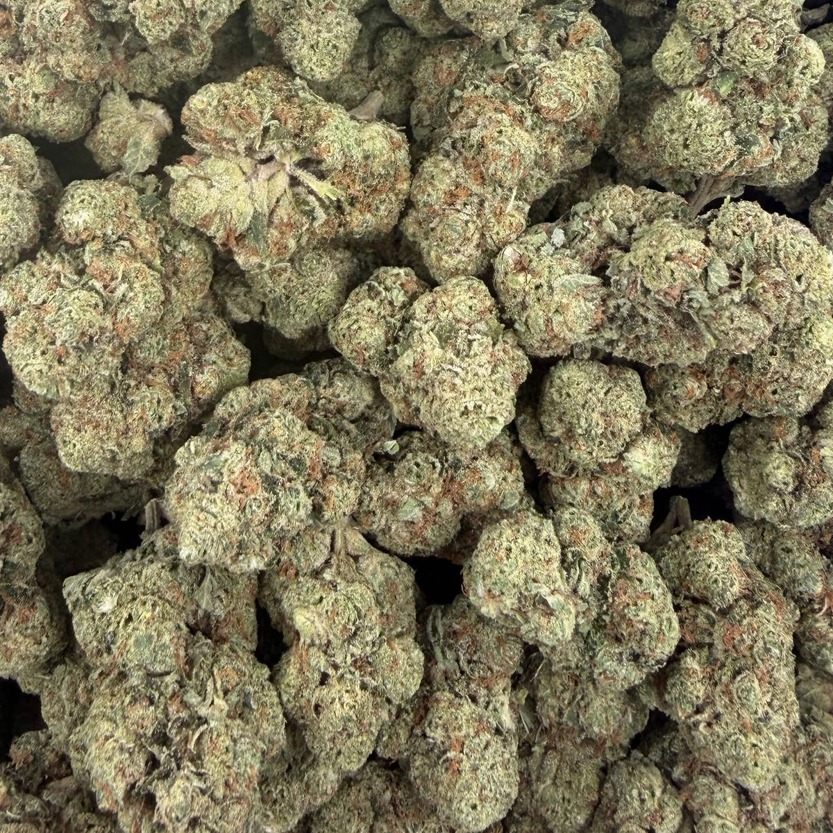 Jet Fuel Gelato bulk THCA flower — Plain Jane 1 lb