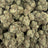 Jet Fuel Gelato bulk THCA flower — Plain Jane 1 lb