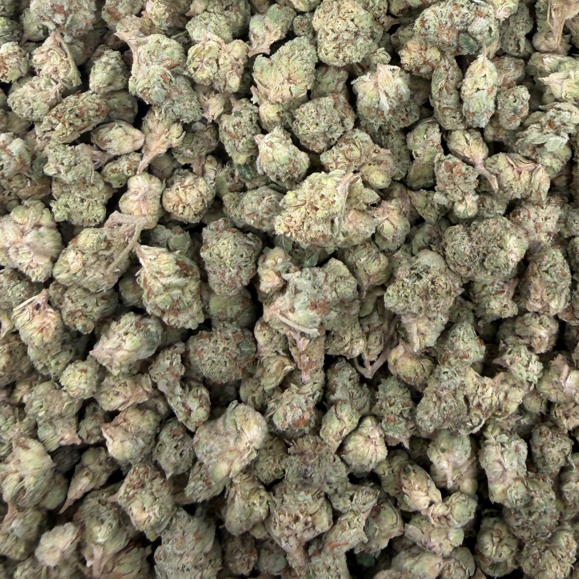 Jet Fuel Gelato bulk THCA flower — Plain Jane 1 lb