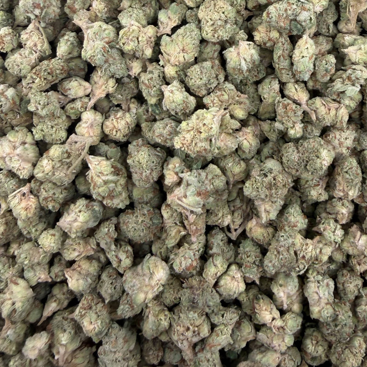 Jet Fuel Gelato bulk THCA flower — Plain Jane 1 lb