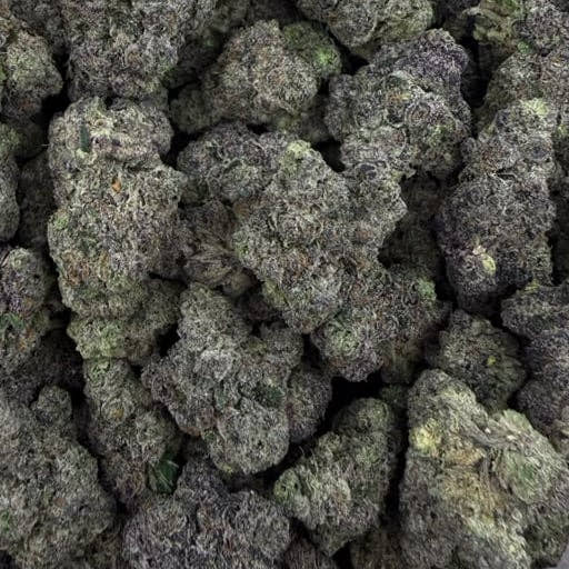 Jokerz X Gelato 41 bulk THCA flower — Plain Jane 1 lb