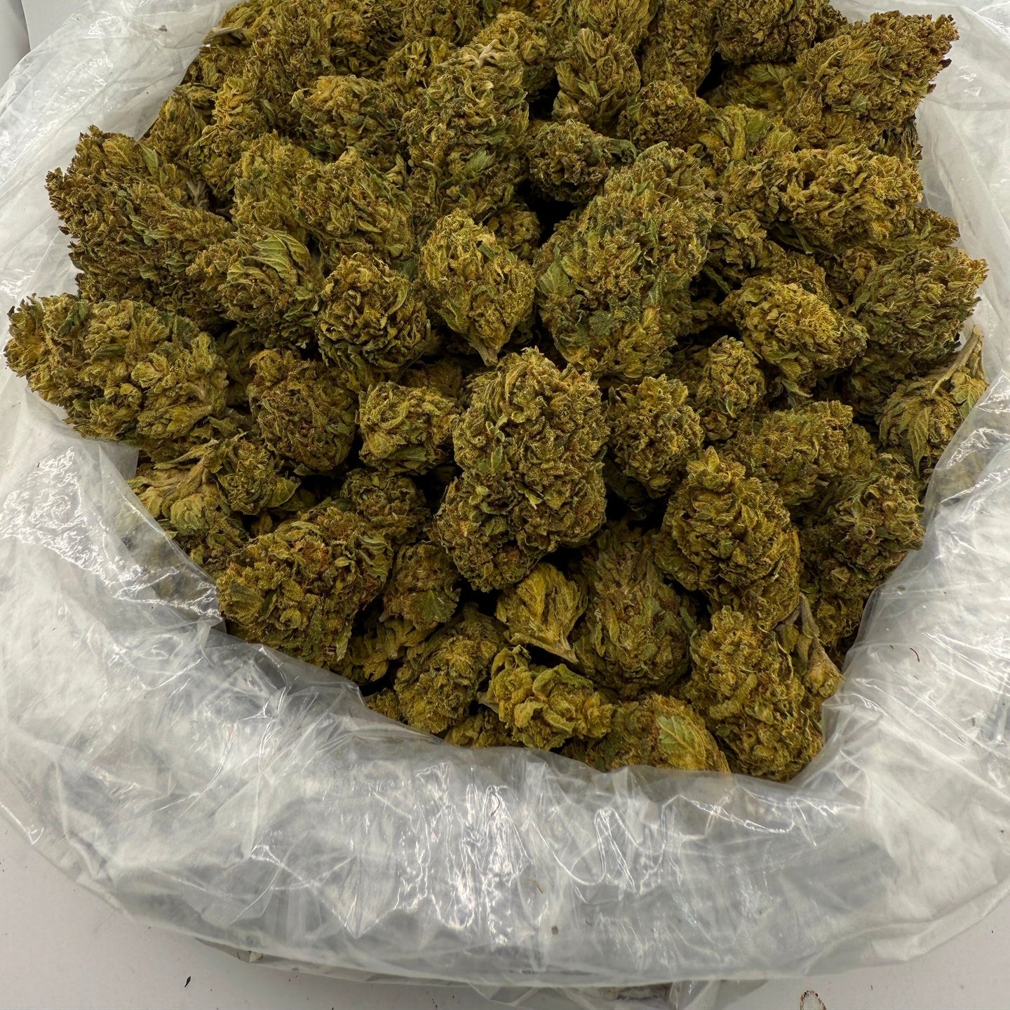 Jungle Driver bulk THCA flower — Plain Jane 1 lb