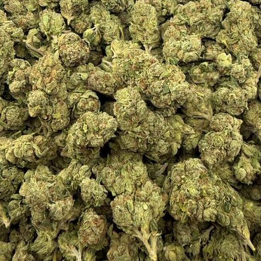 Kandy Kane bulk THCA flower — Plain Jane 1 lb