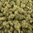 Kandy Kane bulk THCA flower — Plain Jane 1 lb